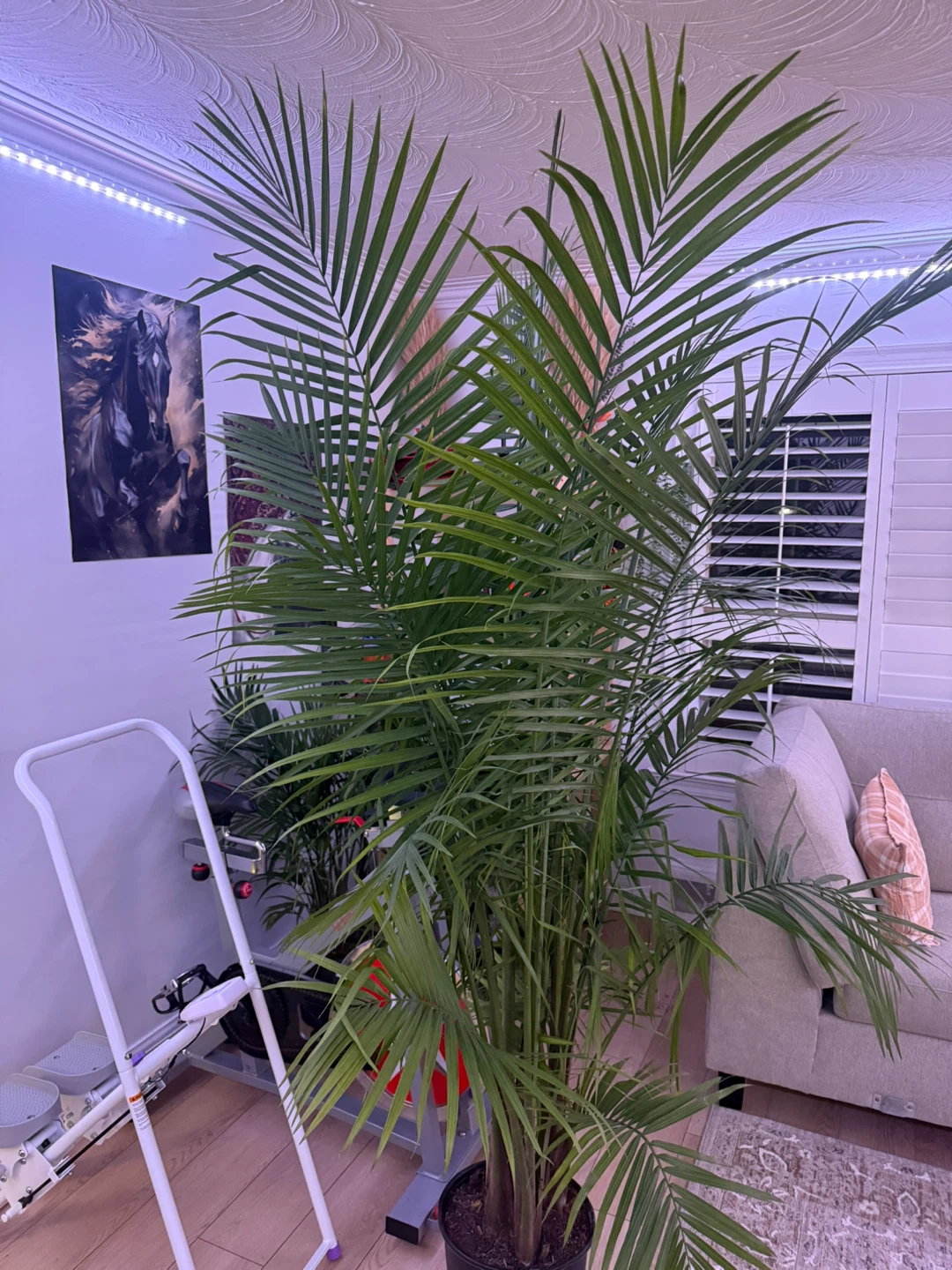 Large Areca Palm Plant - photo 2