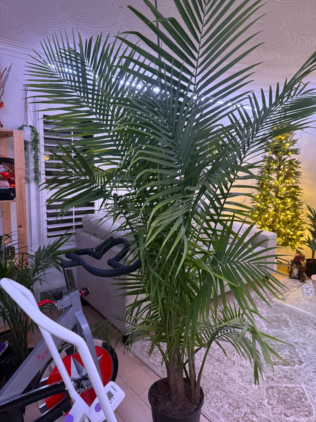 Large Areca Palm Plant