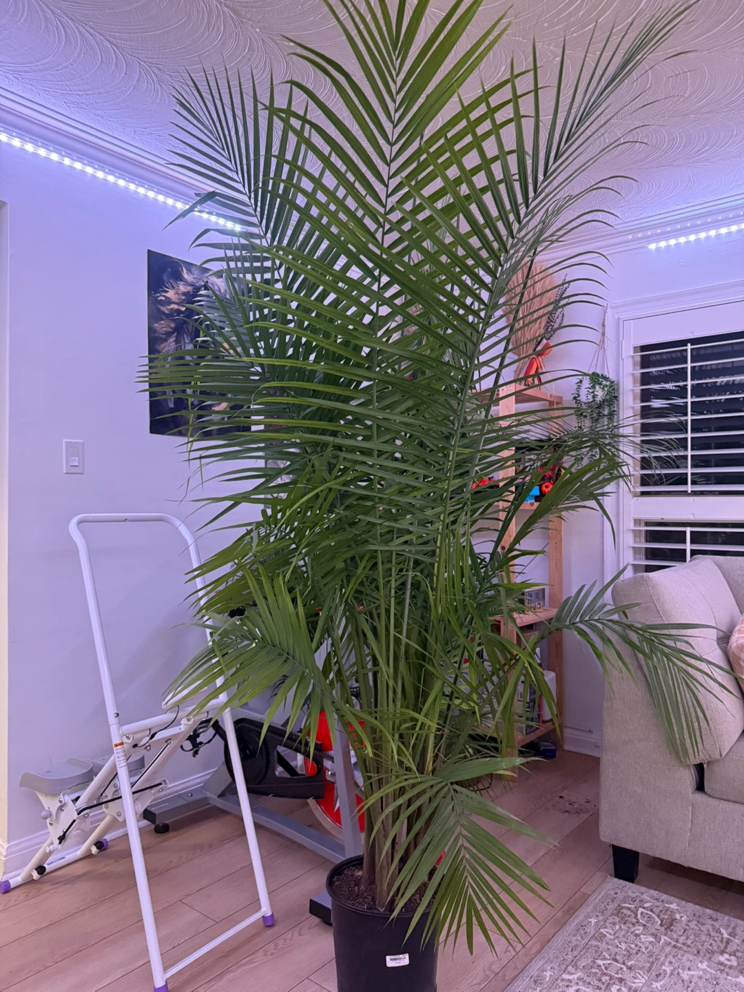 Large Areca Palm Plant - photo 3