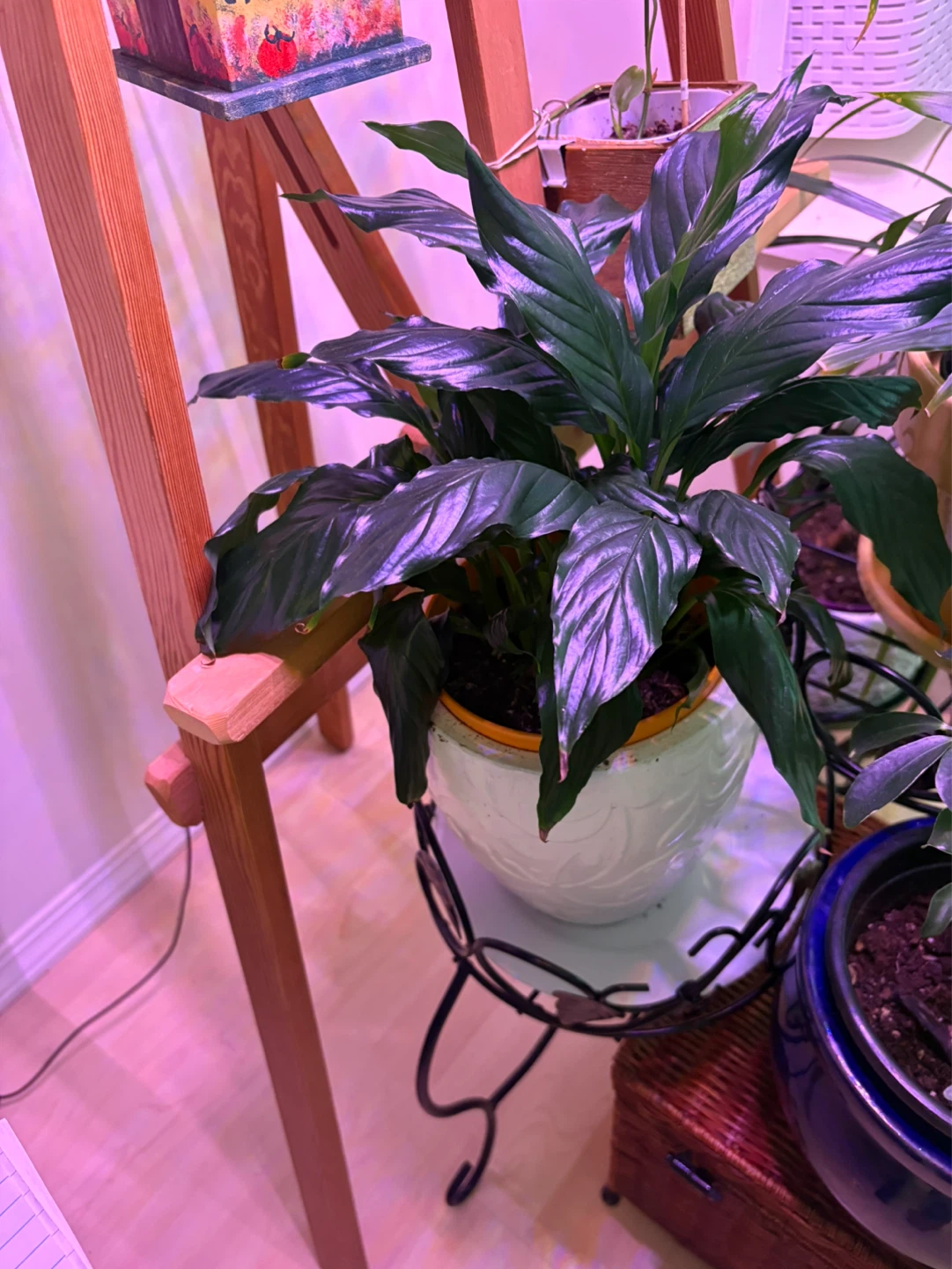 Peace Lily Plant in Decorative Pot
