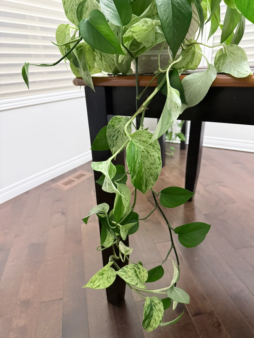 Marble Queen Pothos cuttings
