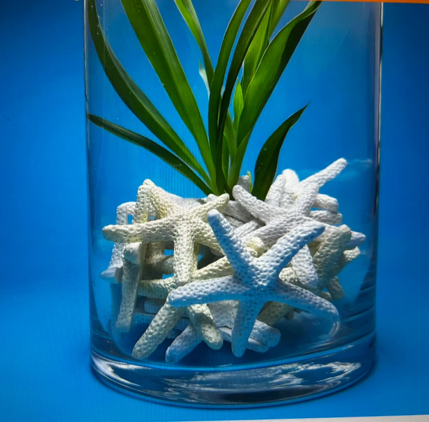 25 Decorative Starfish Craft Pieces