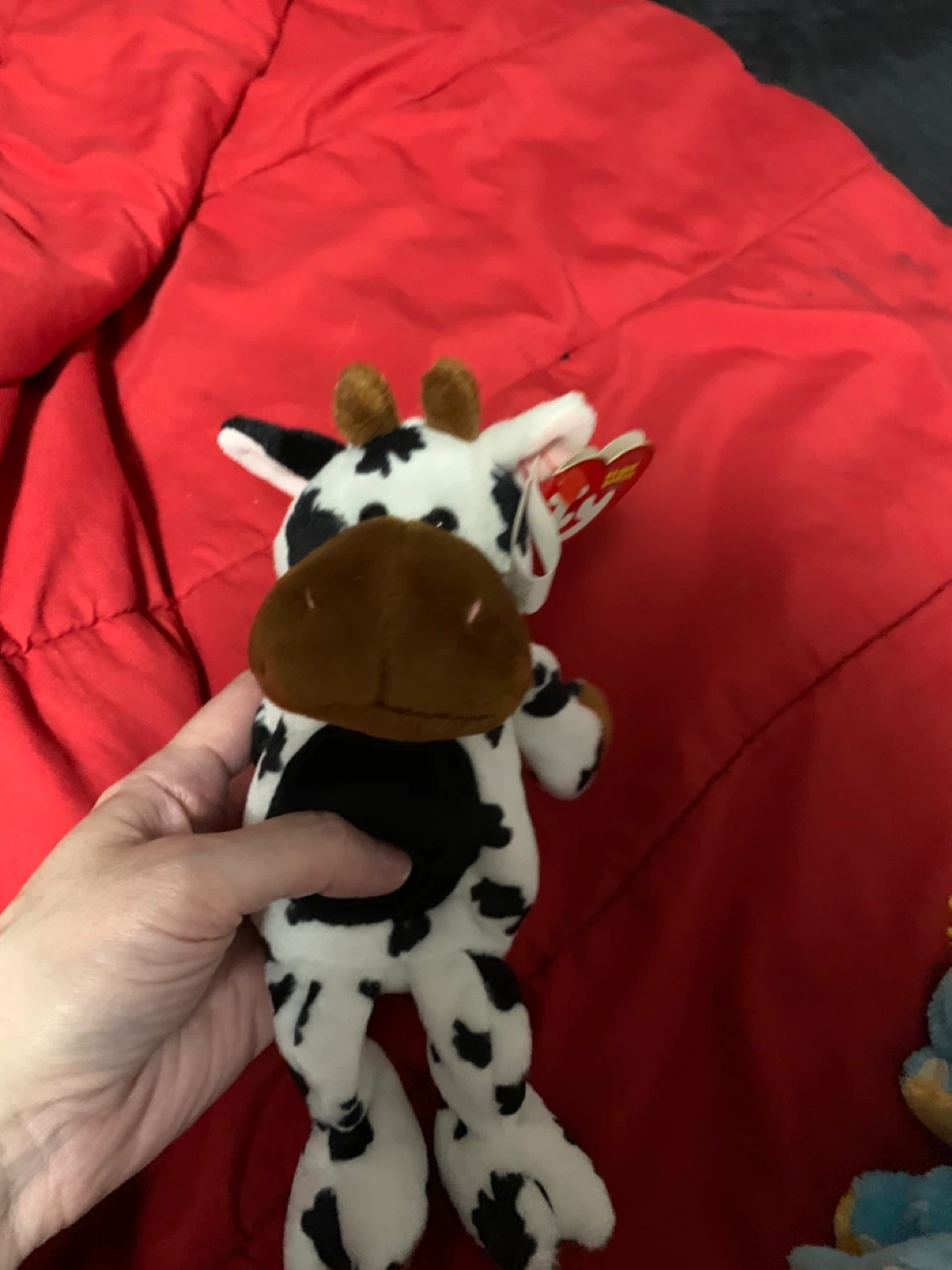 $5 beanie babies