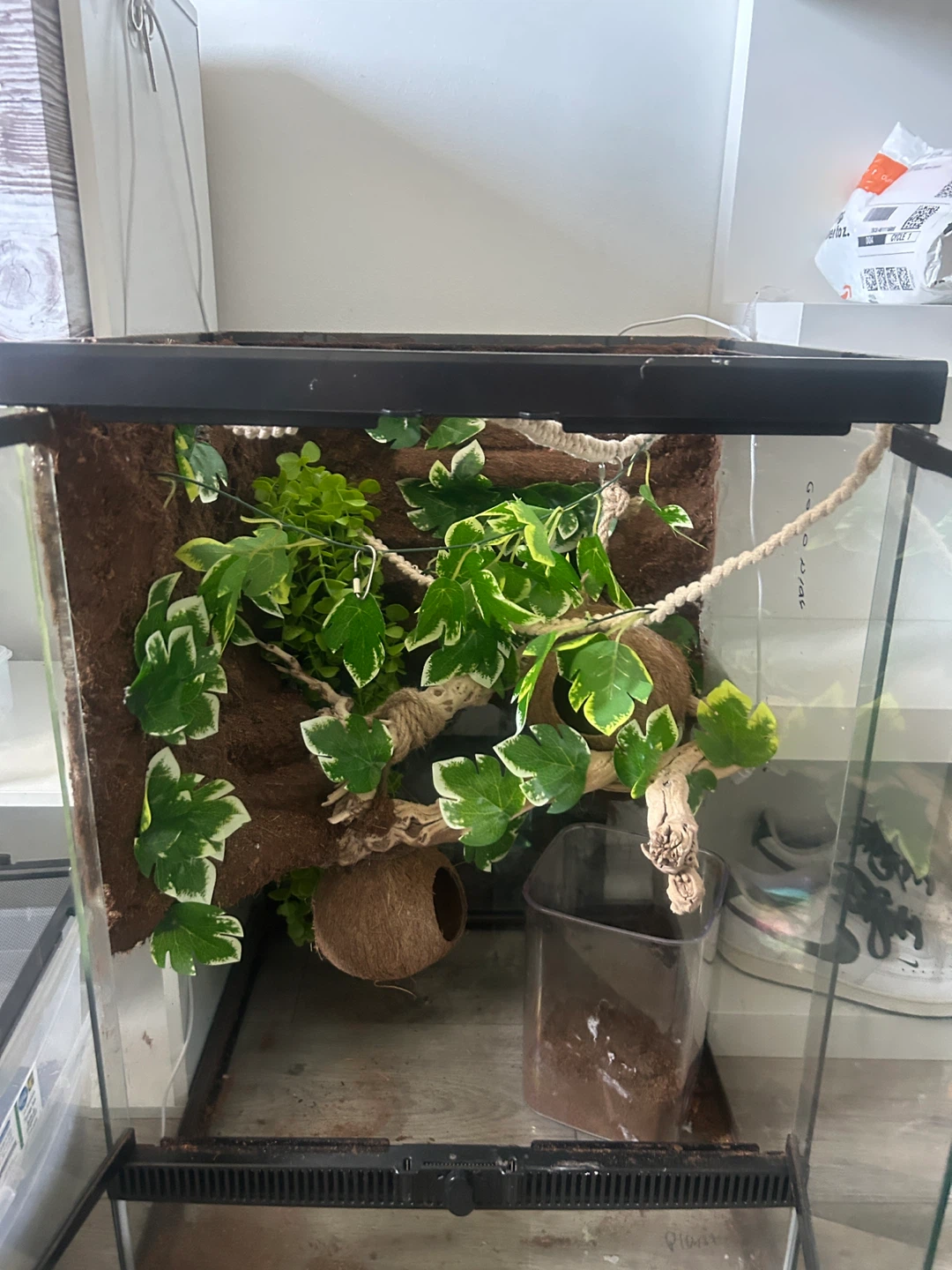 Terrarium with climbing vine and coconut hide