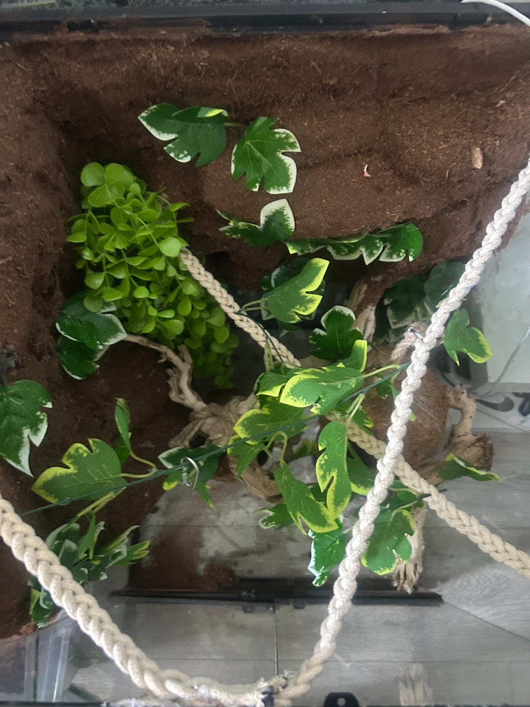 Terrarium with climbing vine and coconut hide - photo 3