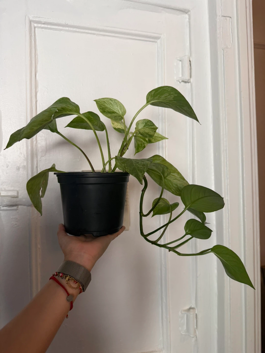 Marble Queen Pothos Plant