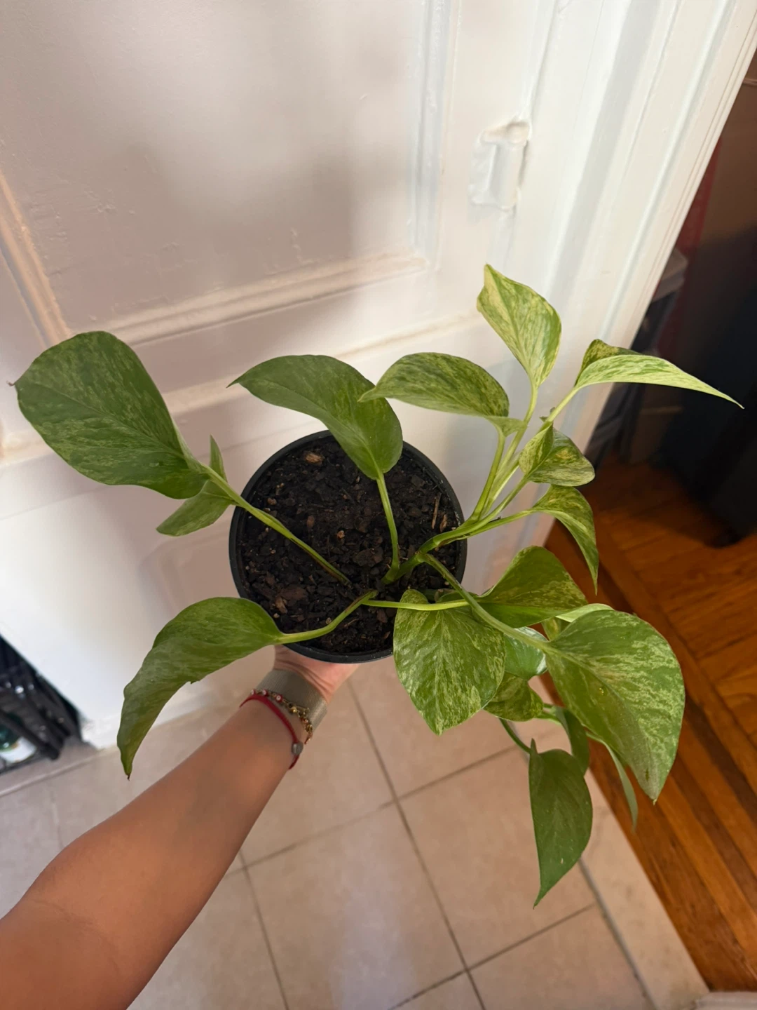 Marble Queen Pothos Plant - photo 2