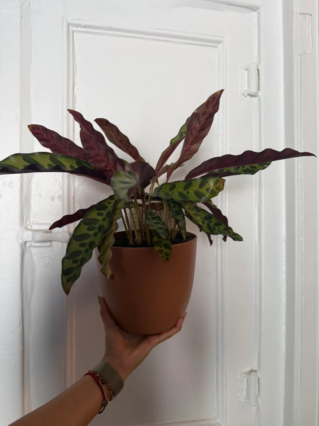 Calathea Rattlesnake Plant in Brown Pot