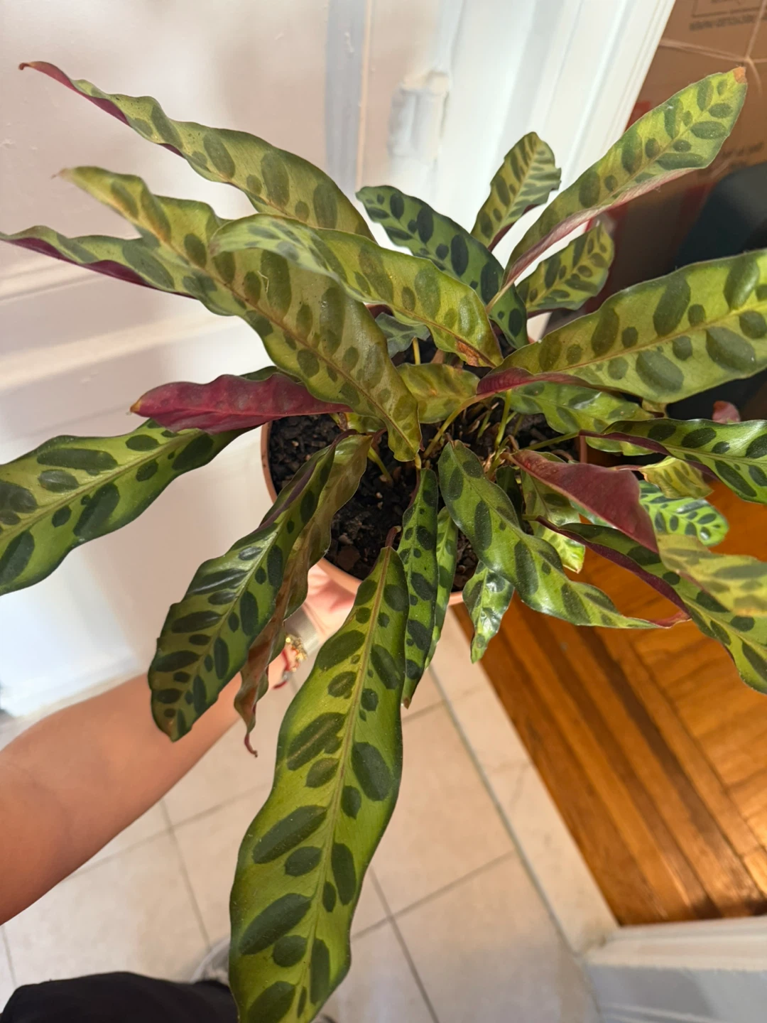 Calathea Rattlesnake Plant in Brown Pot - photo 2