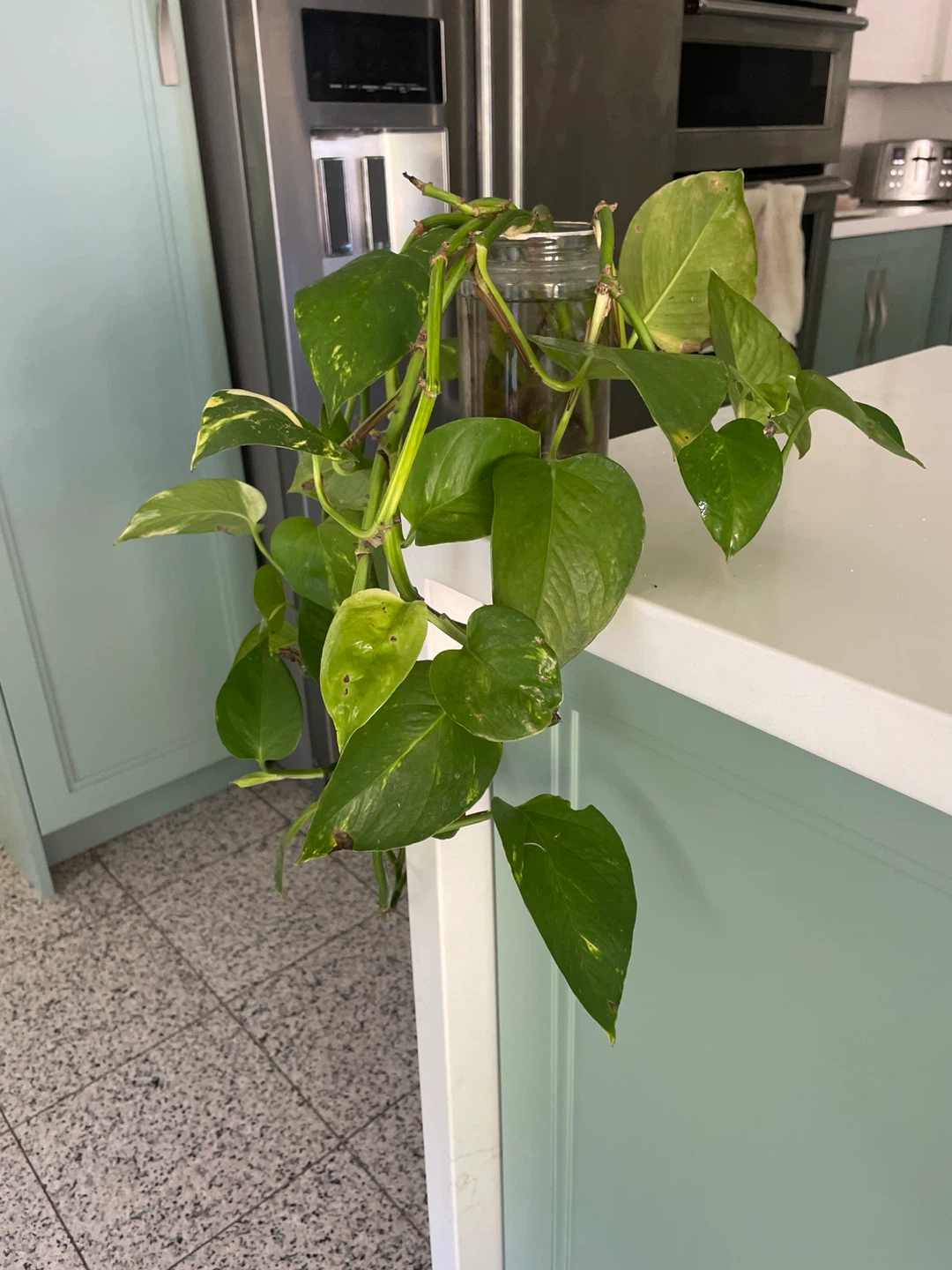 Pothos plant cuttings in water - photo 2