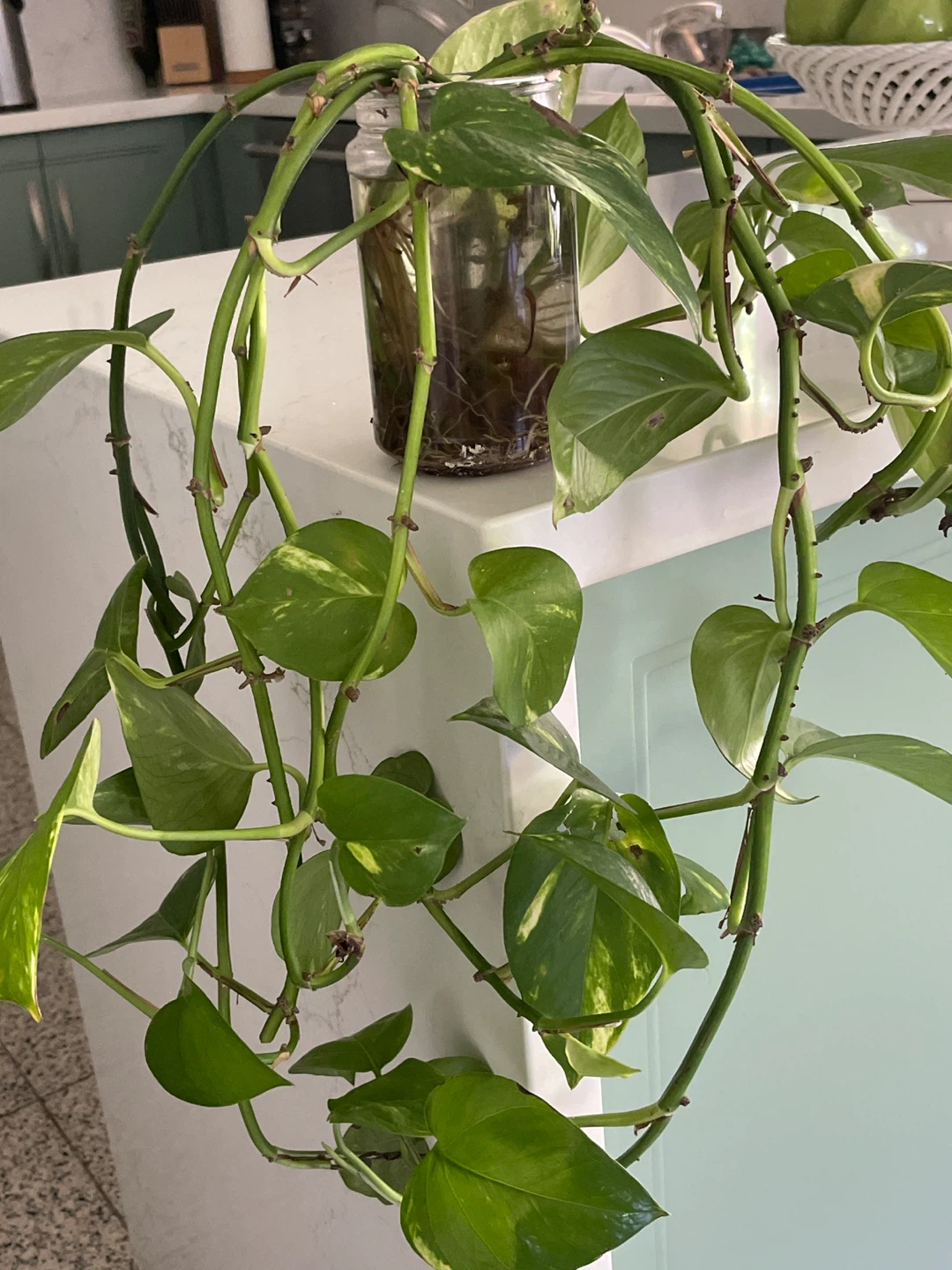 Pothos plant cuttings in water - photo 3