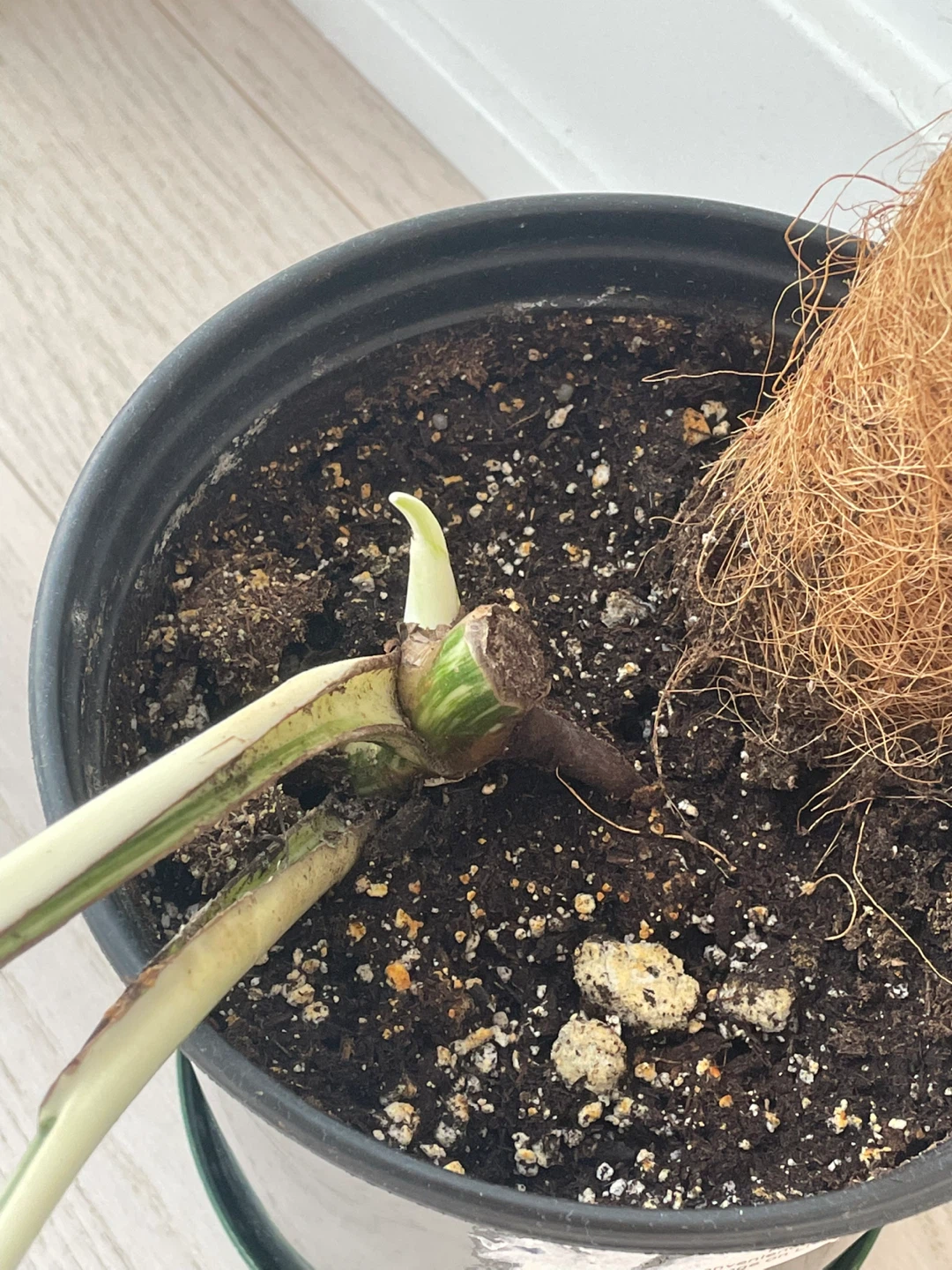Monstera Albo Variegated Plant - photo 2