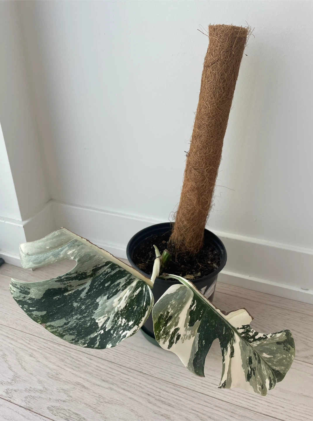 Monstera Albo Variegated Plant