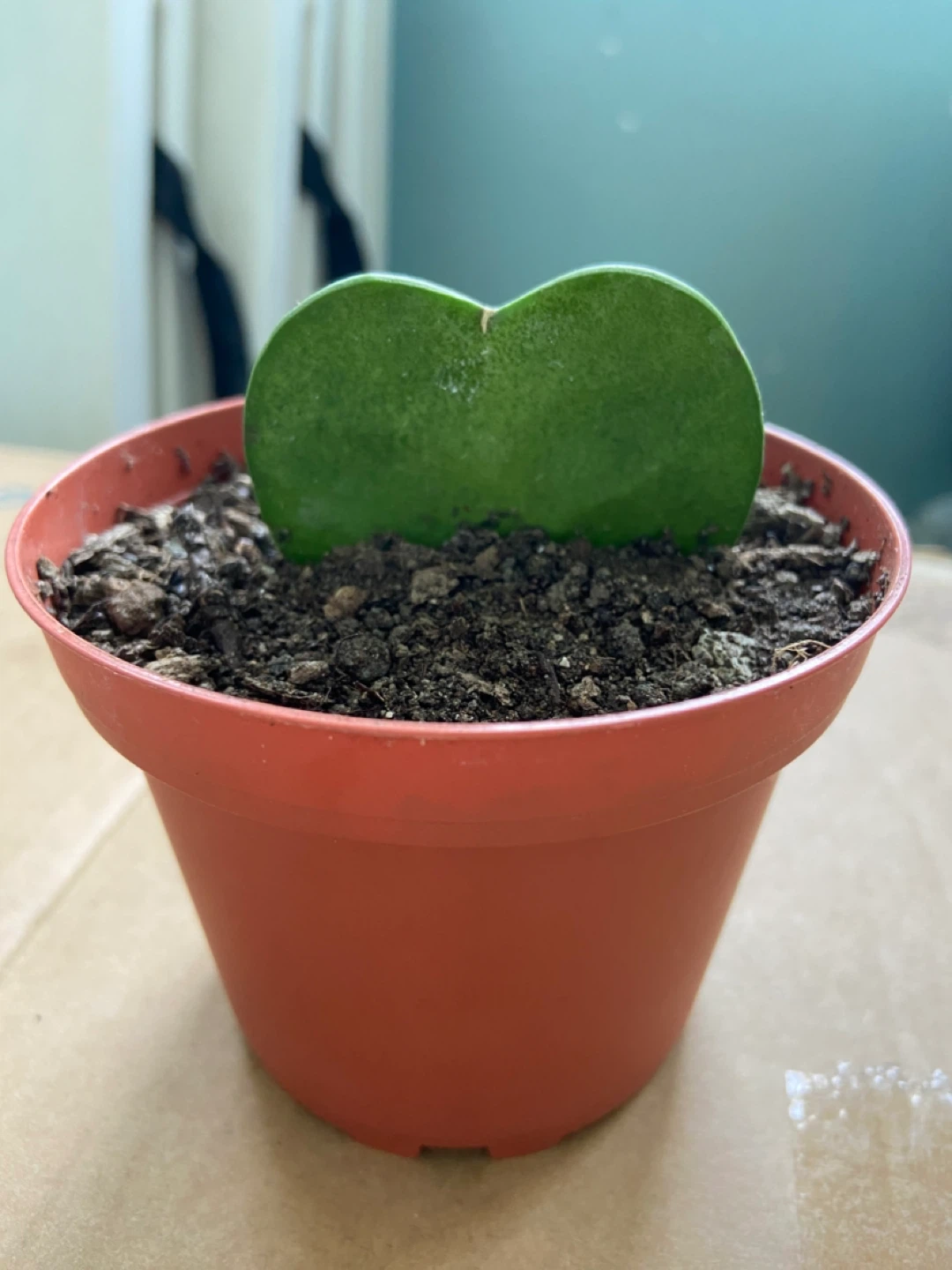 Hoya Kerrii Heart Plant - photo 2