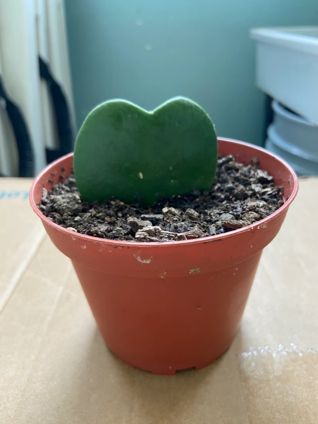 Hoya Kerrii Heart Plant - photo 3