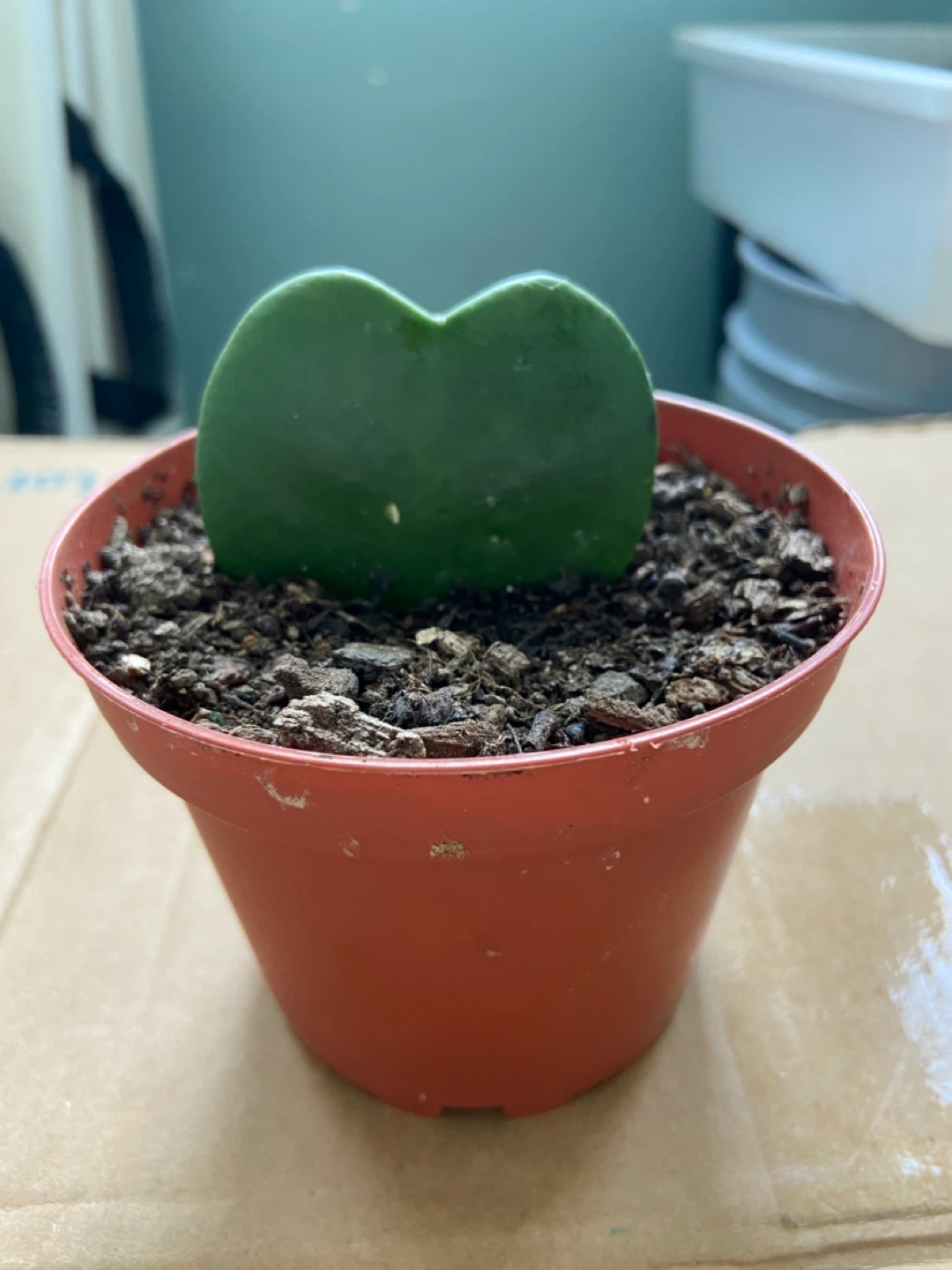 Hoya Kerrii Heart Plant