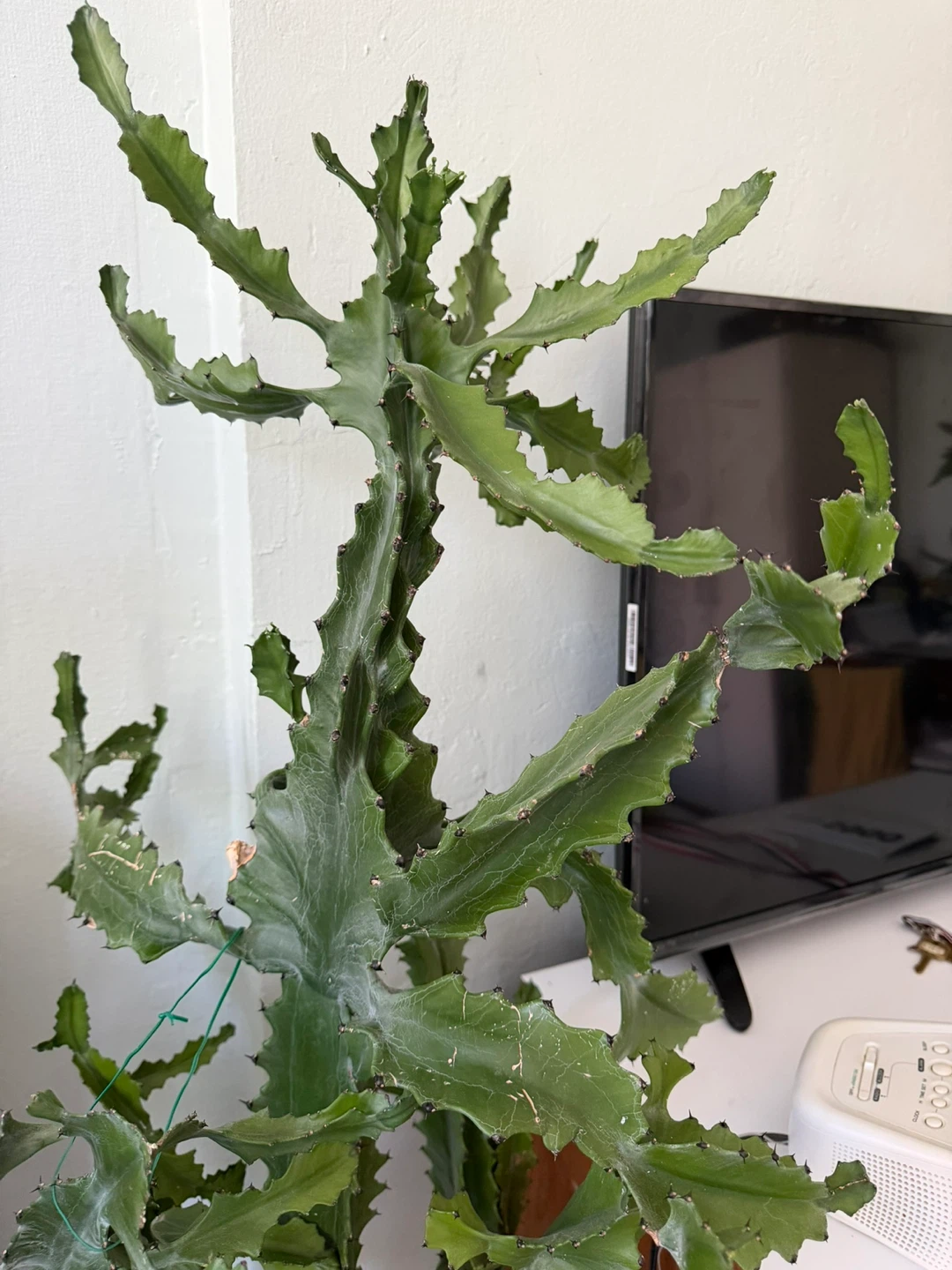 Large Cactus Plant with Decorative Figurines