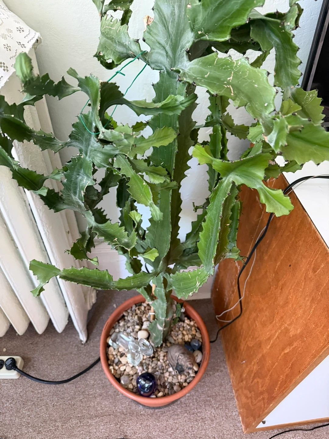 Large Cactus Plant with Decorative Figurines - photo 2