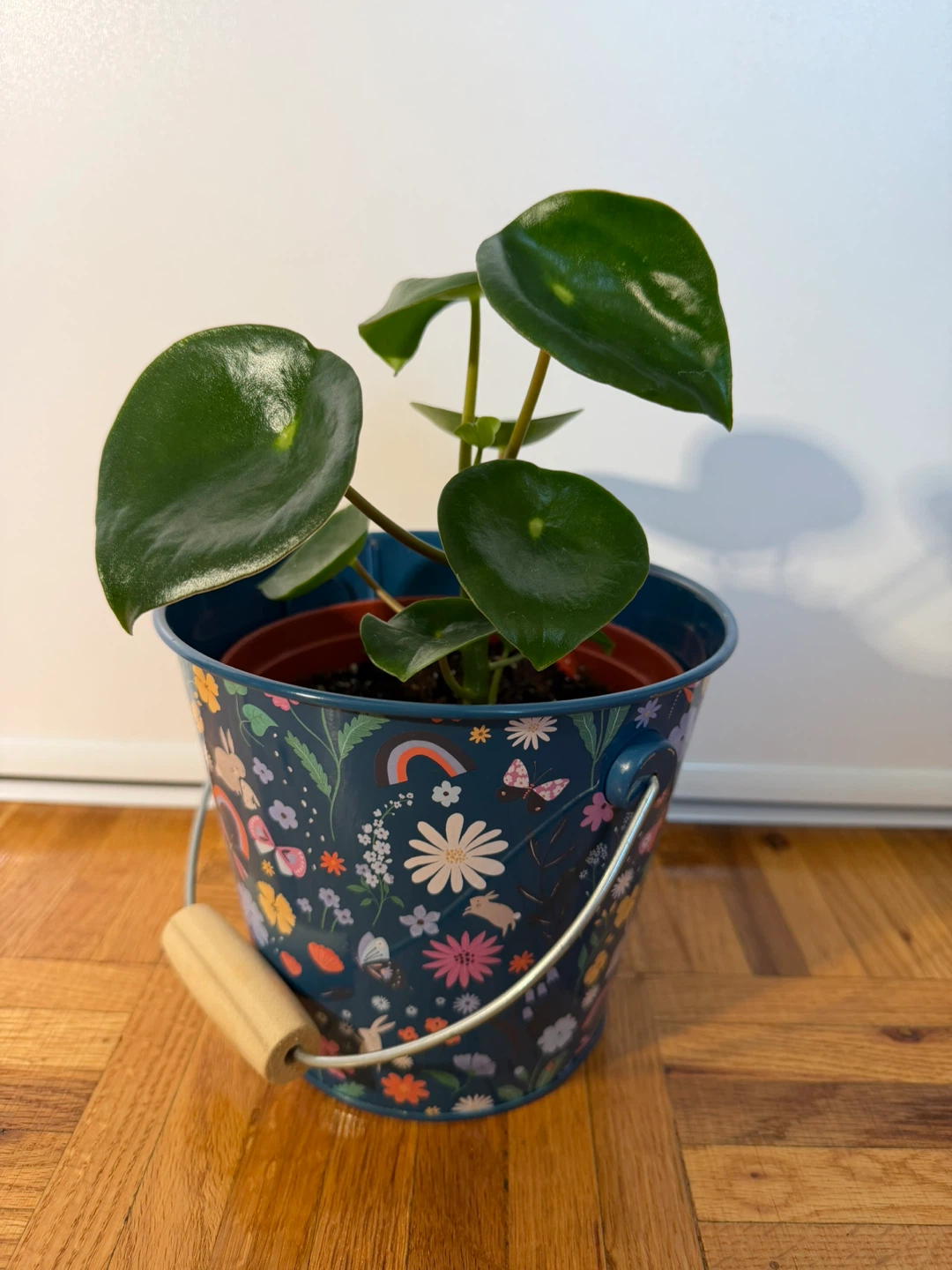 Raindrop Peperomia in Cute Rabbit Pot