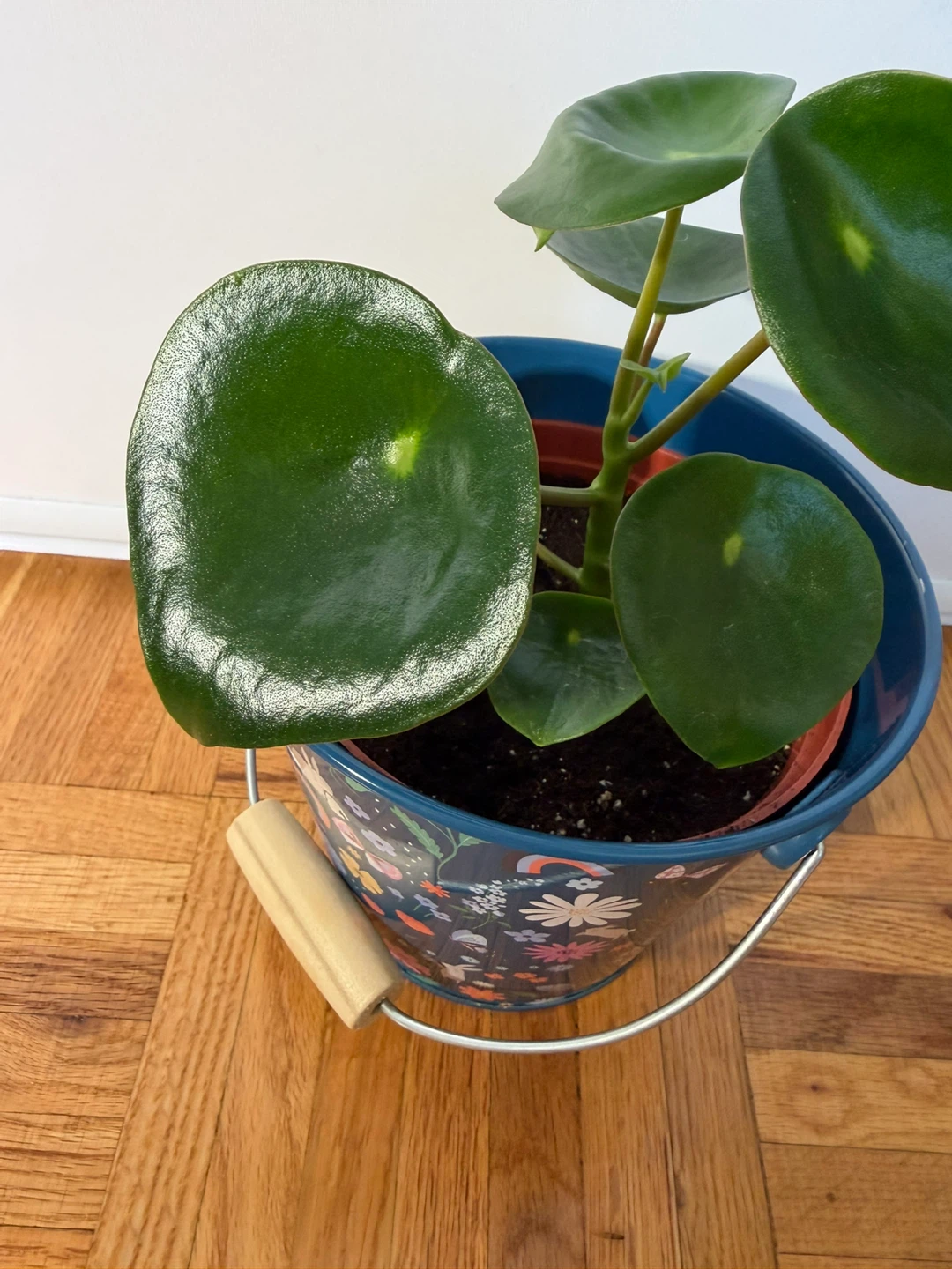 Raindrop Peperomia in Cute Rabbit Pot - photo 2