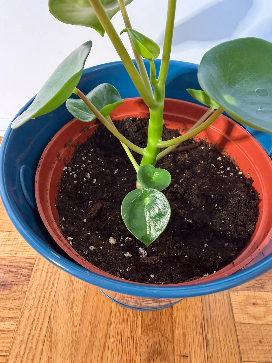 Raindrop Peperomia in Cute Rabbit Pot - photo 3