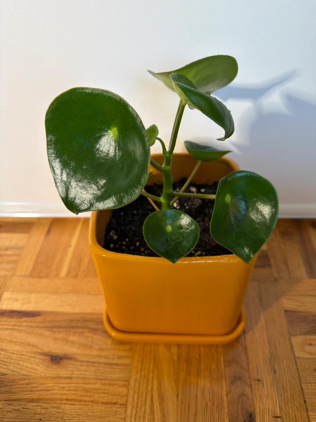 Raindrop Peperomia in an Orange Square Pot
