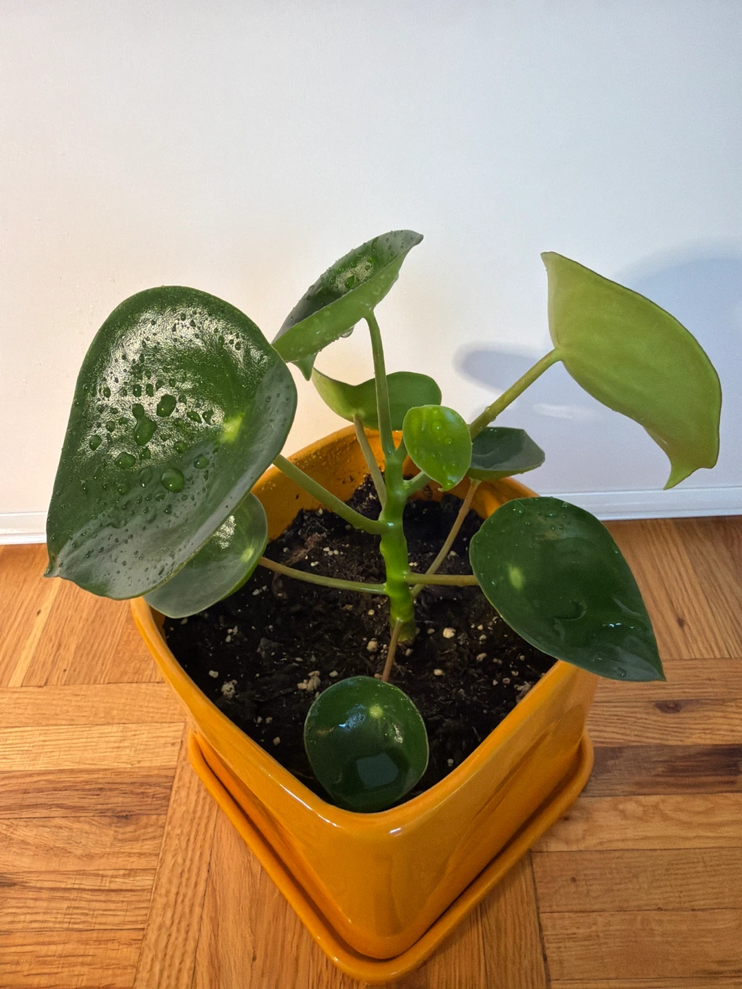 Raindrop Peperomia in an Orange Square Pot - photo 3