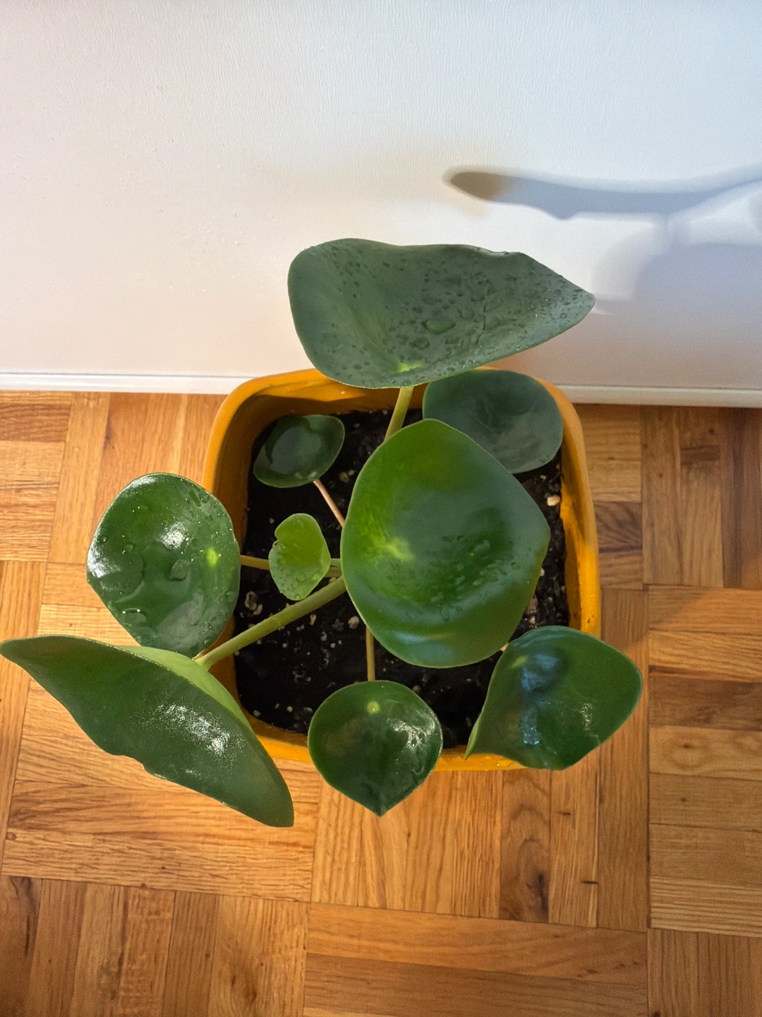 Raindrop Peperomia in an Orange Square Pot - photo 2