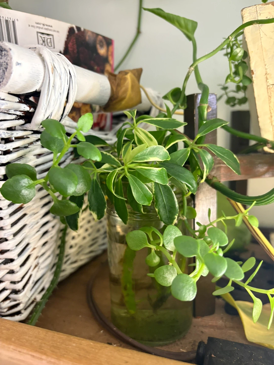 Schefflera and Pothos plant cuttings in jar