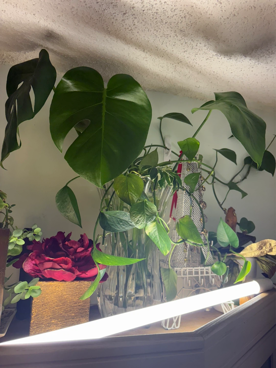 Monstera Deliciosa Plant Cutting