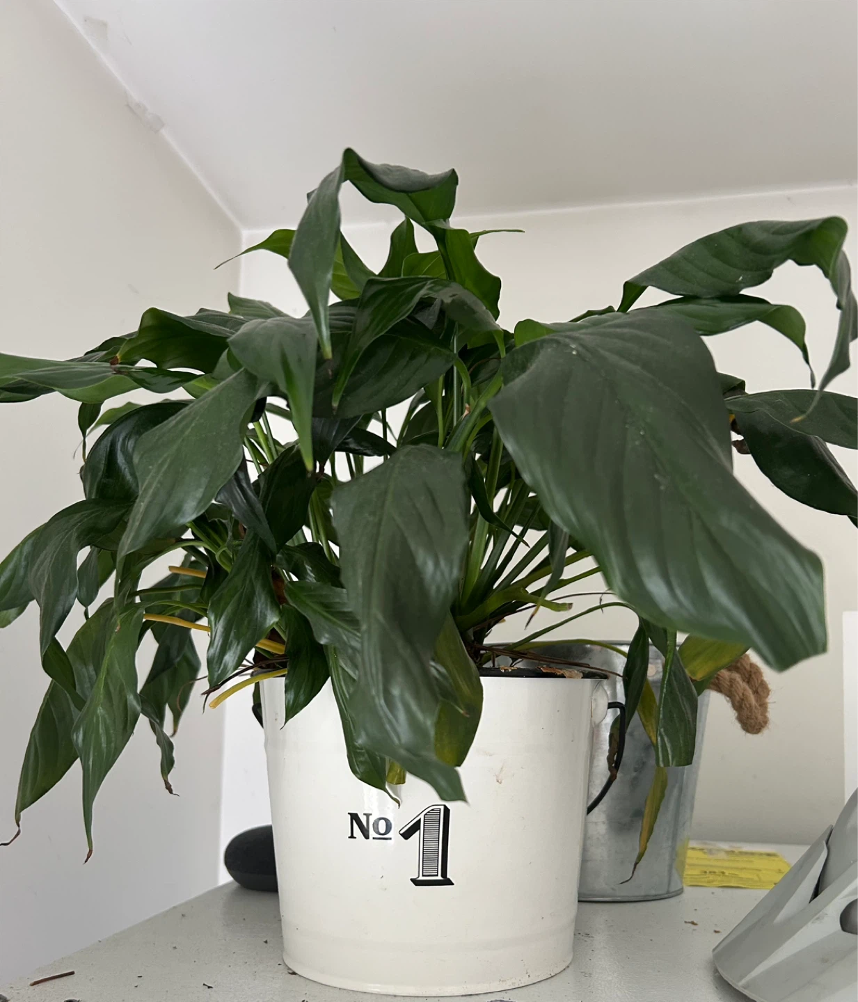 Peace Lily Plant in White Pot - photo 2