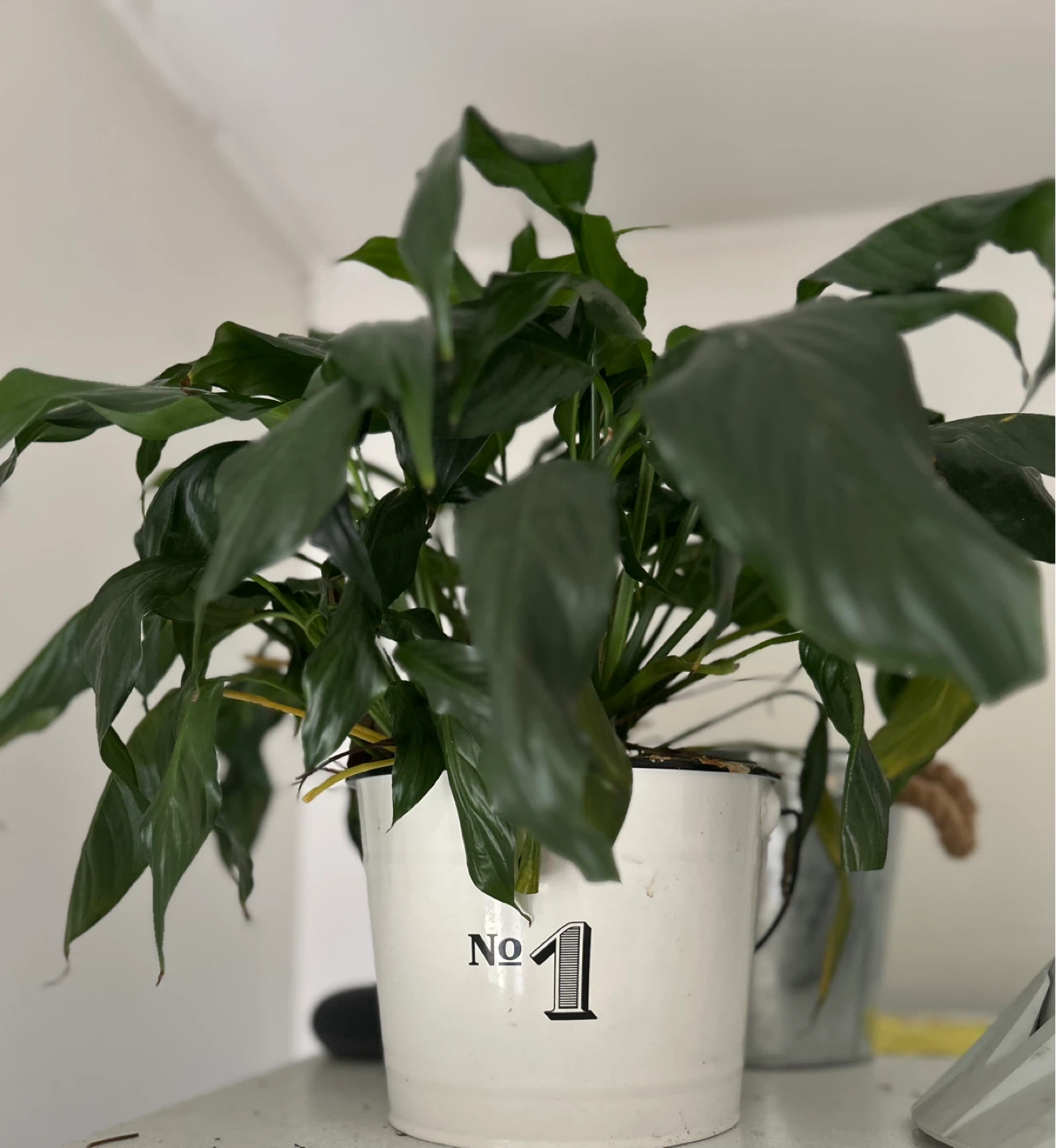Peace Lily Plant in White Pot
