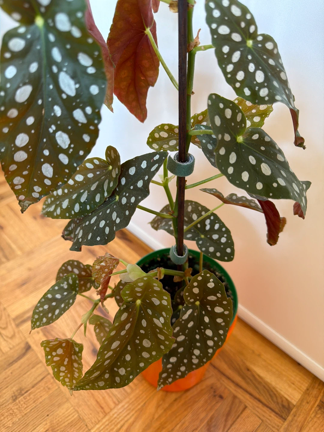 Begonia Maculata with an Orange Pot - photo 2