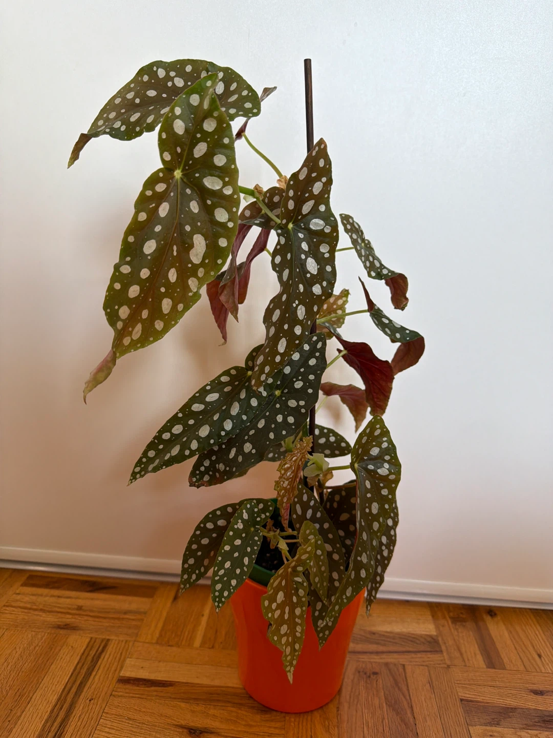 Begonia Maculata with an Orange Pot