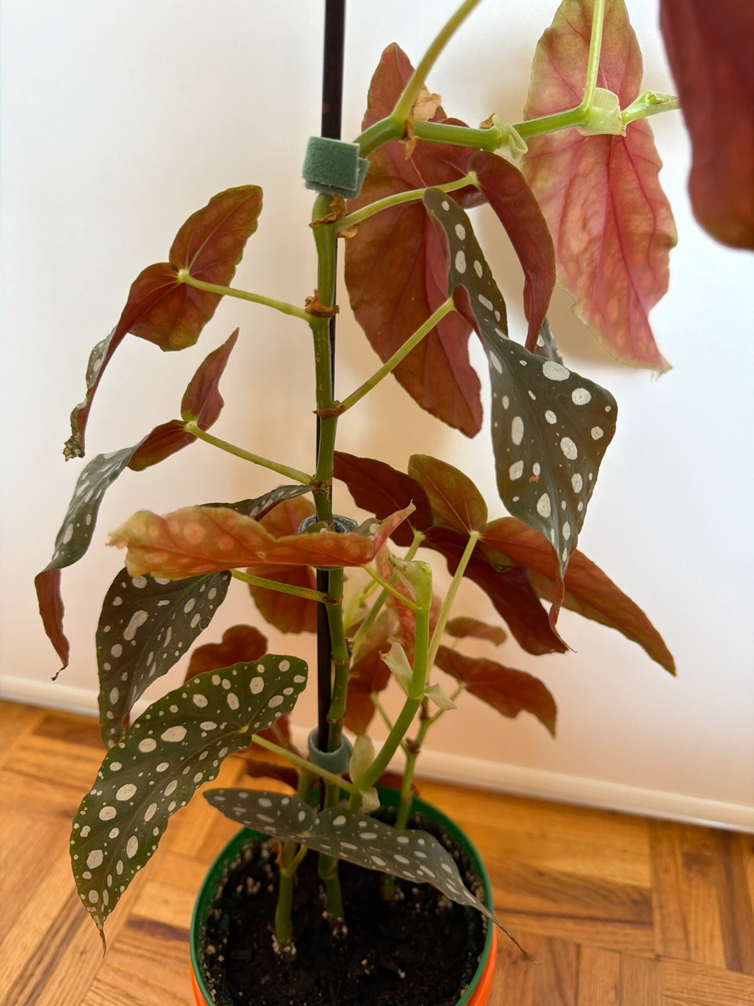 Begonia Maculata with an Orange Pot - photo 3