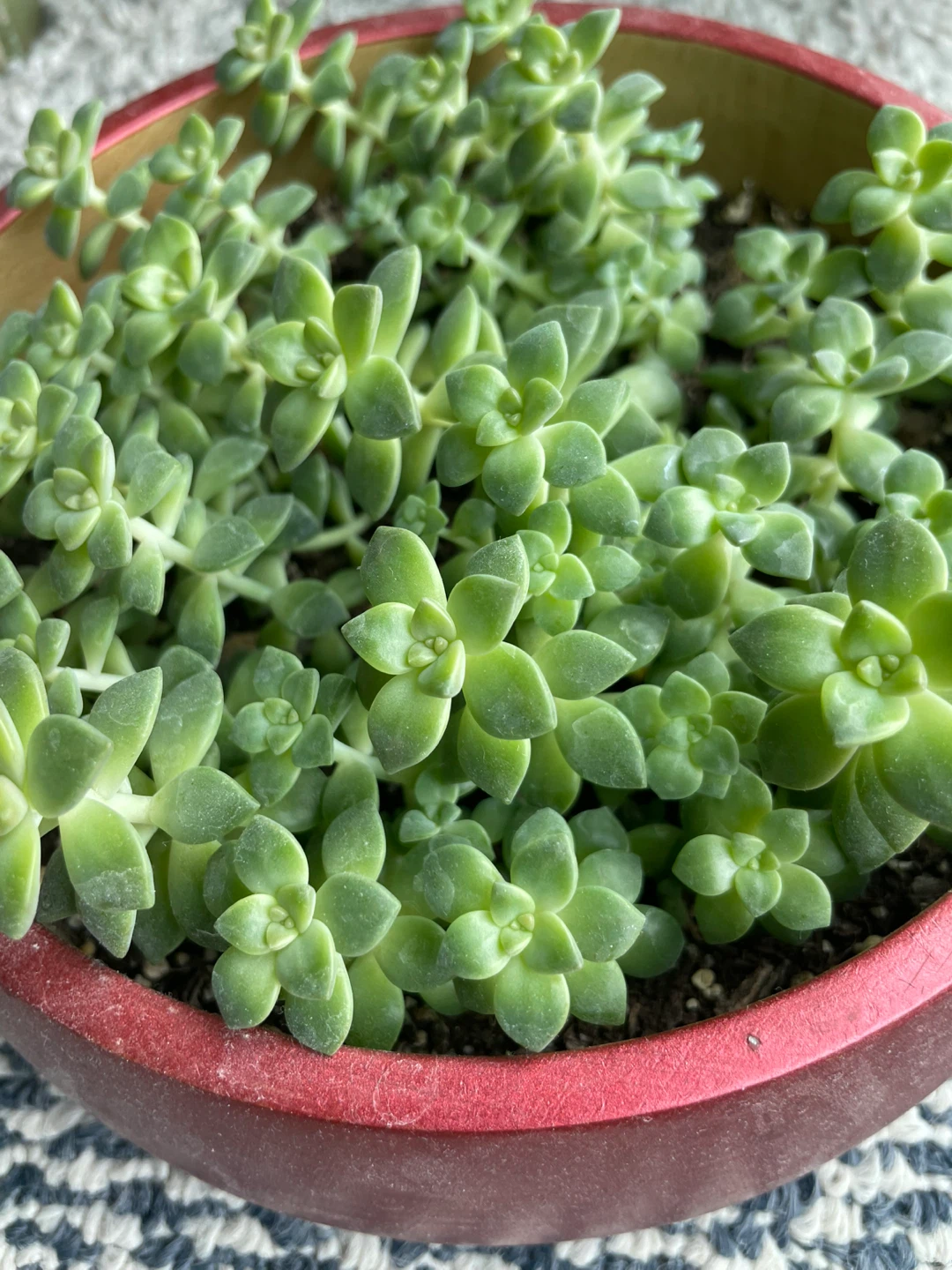 Sedum succulent plant in red planter - photo 2