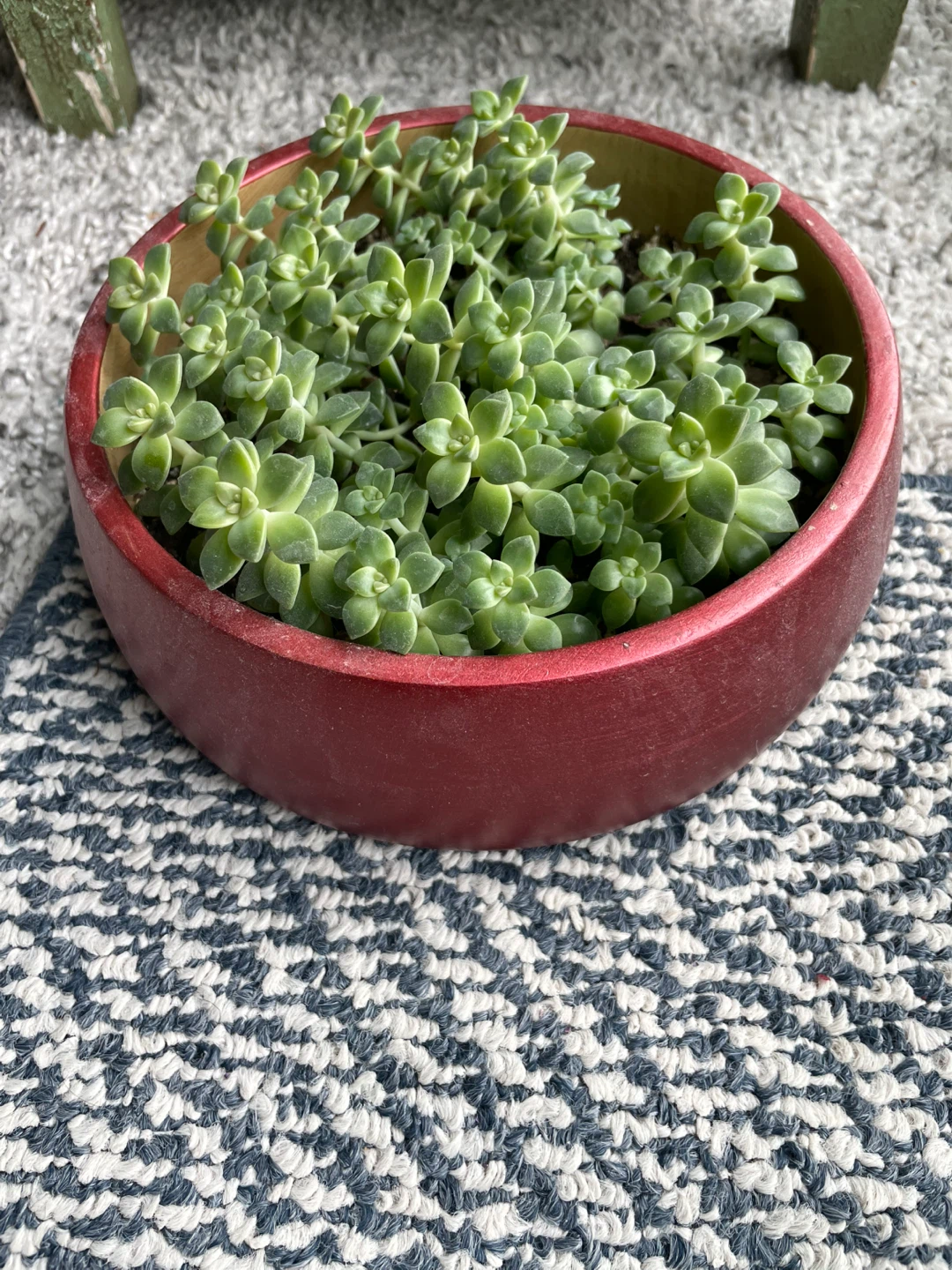 Sedum succulent plant in red planter