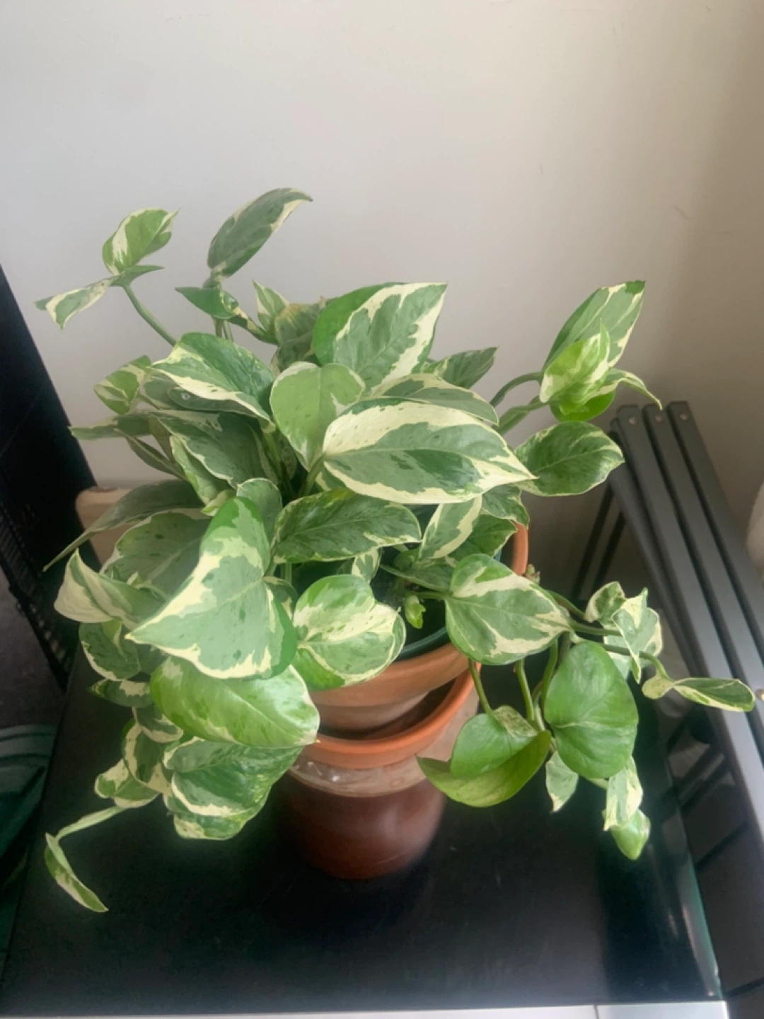Jade Pothos Plant in Terracotta Pot - photo 5