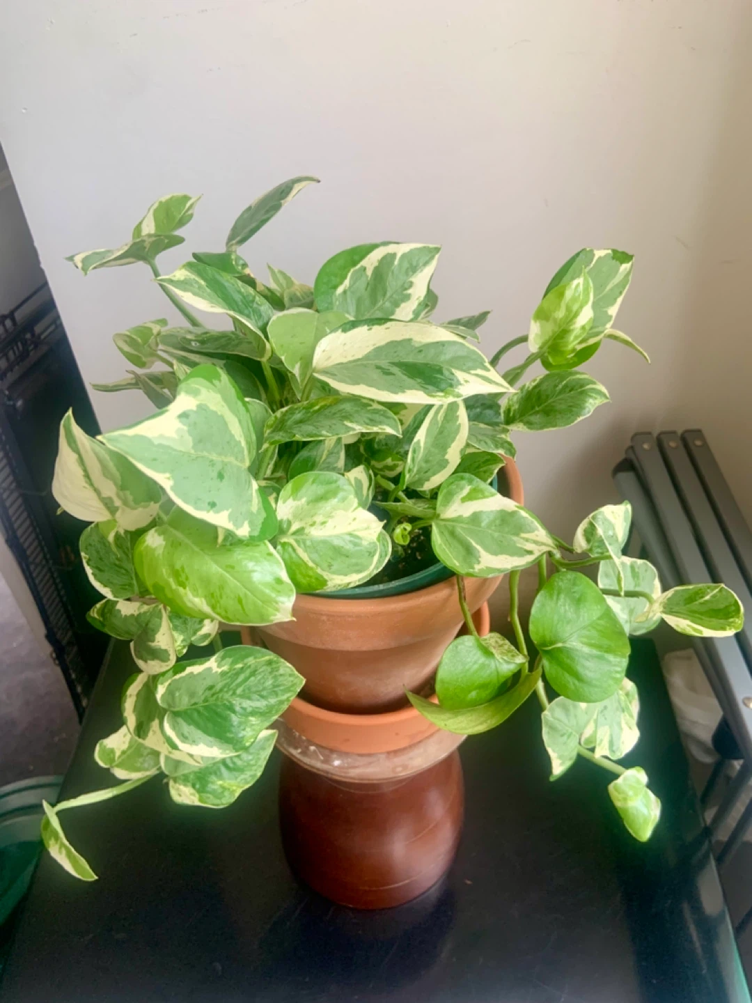 Jade Pothos Plant in Terracotta Pot