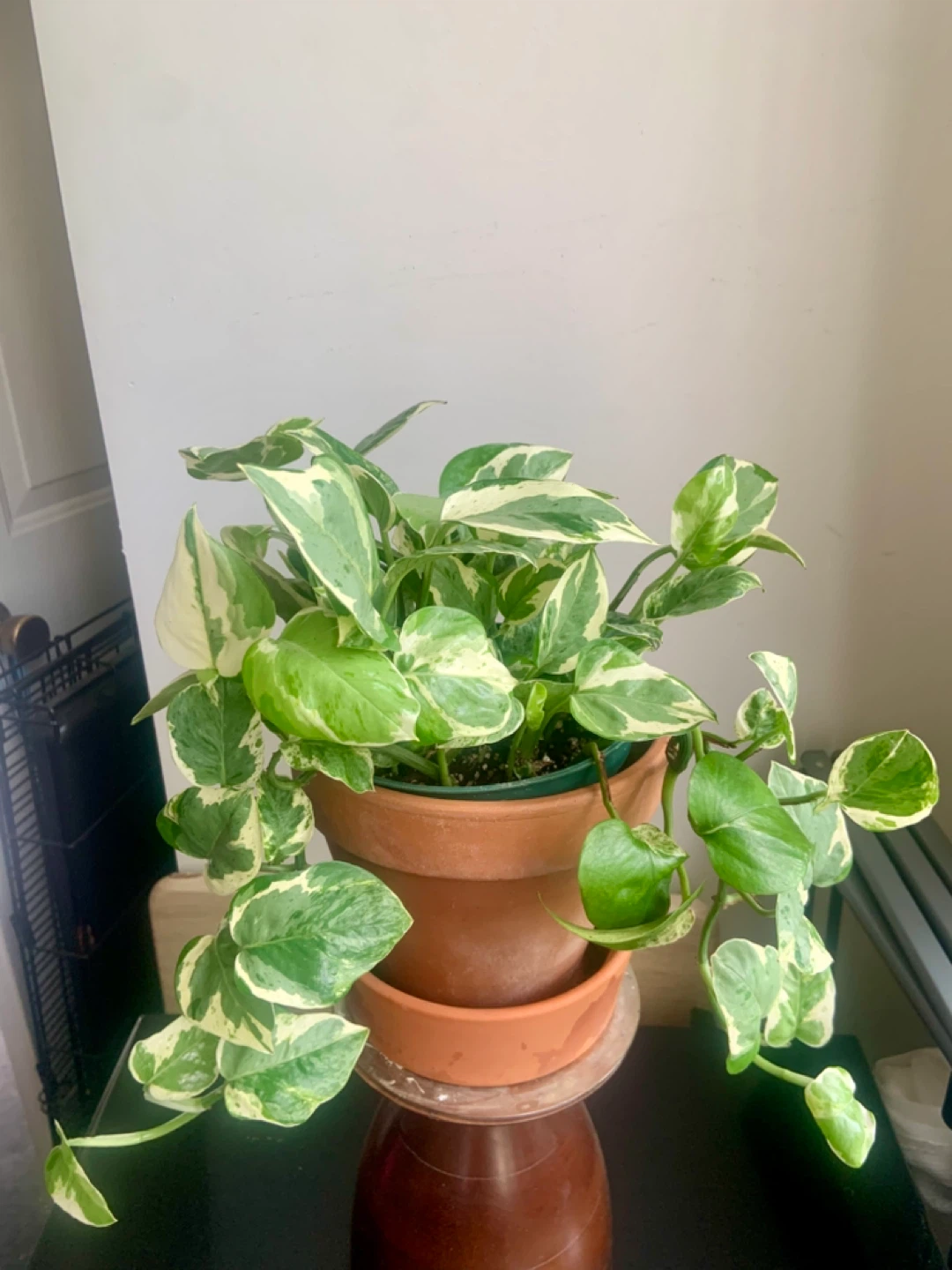 Jade Pothos Plant in Terracotta Pot - photo 2