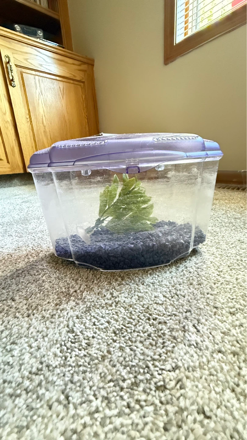 Moving Sale - Aquarium Tank with Filter and Nets - photo 2
