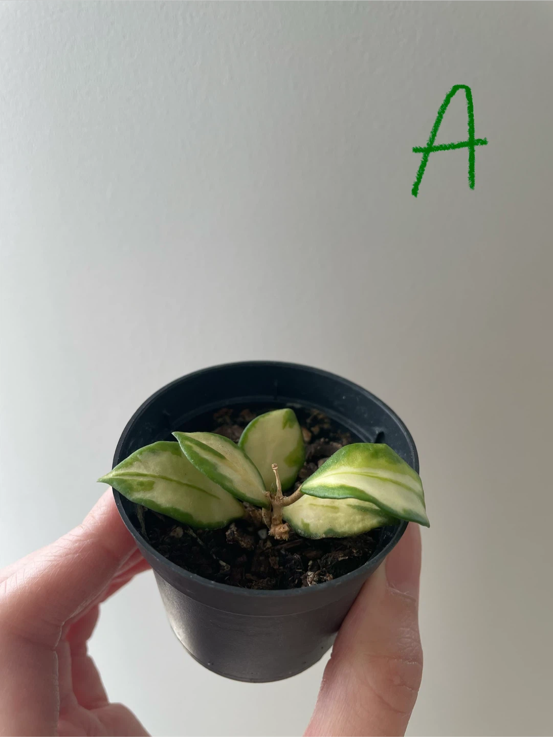 Various Hoyas (different prices in description)