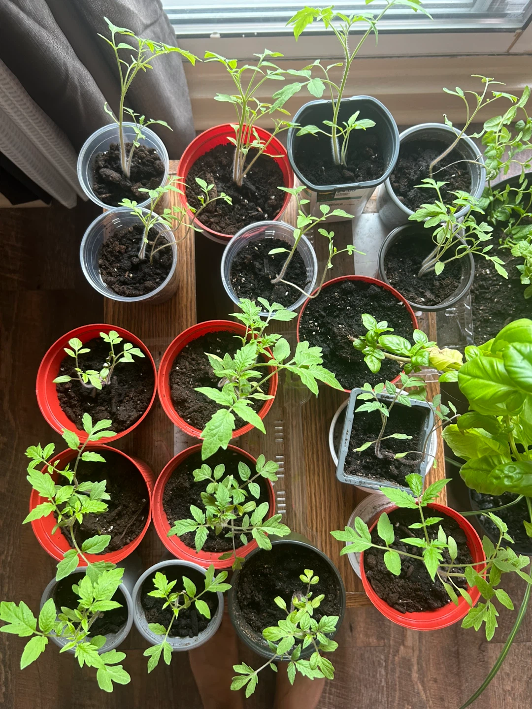 🍅 Healthy Tomato Seedlings – $4 Each 🌱