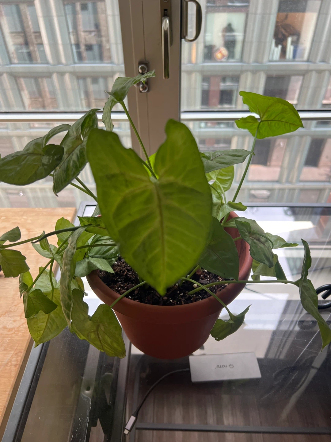 Free plant in a pot