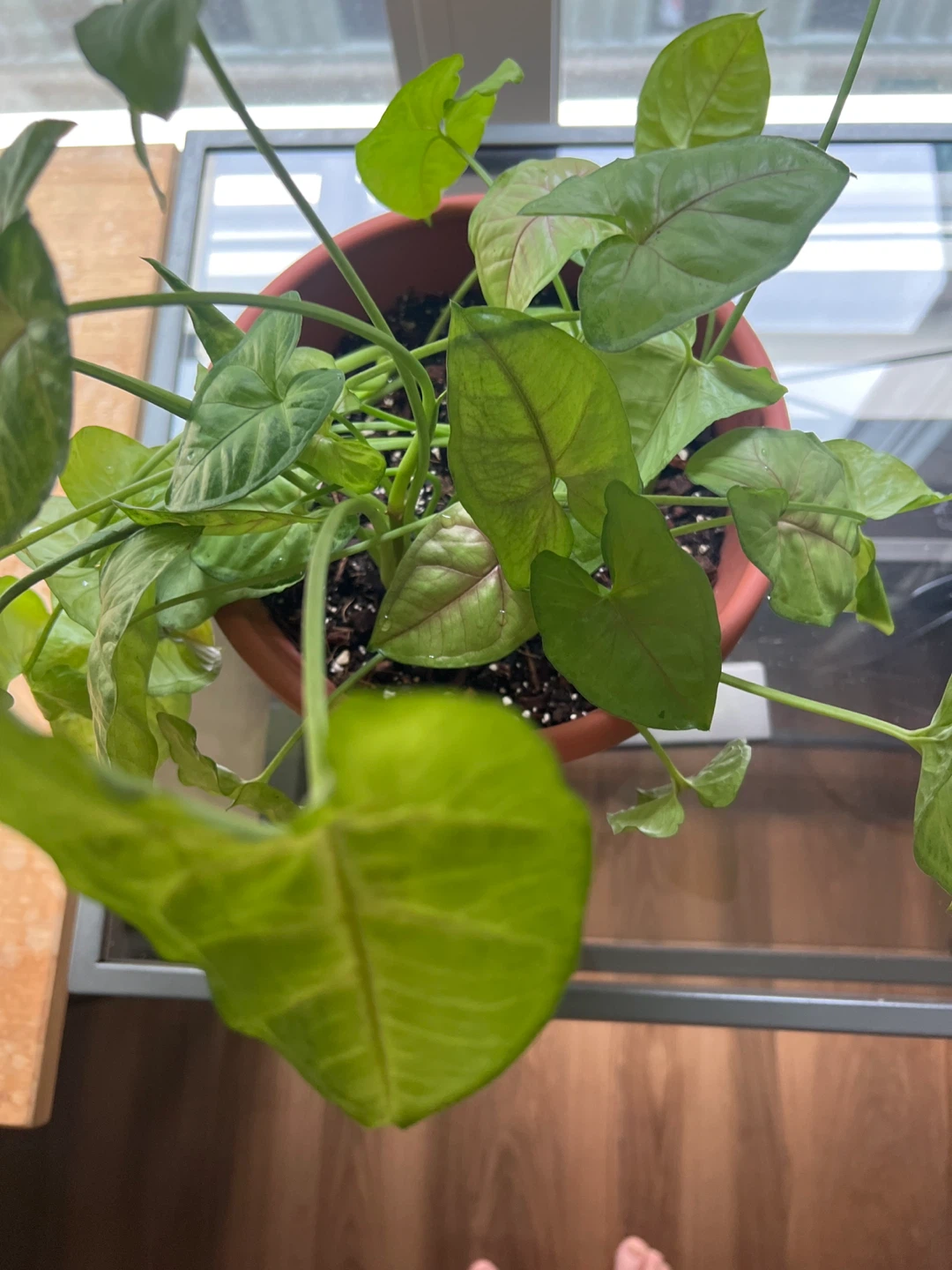 Free plant in a pot - photo 2