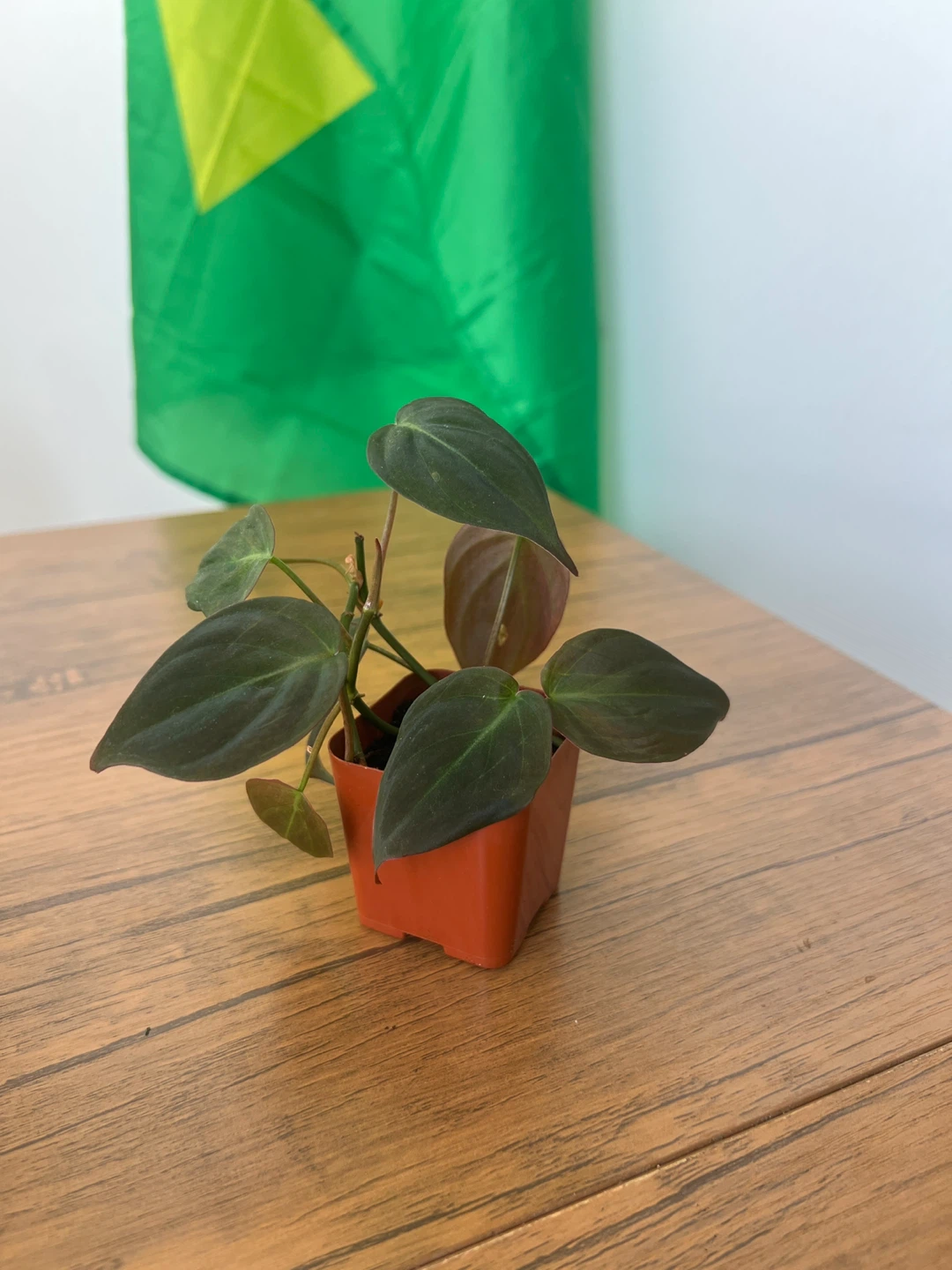 Philodendron Plowmanii Plant