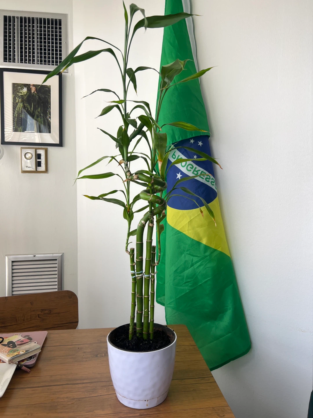 Lucky Bamboo Plant