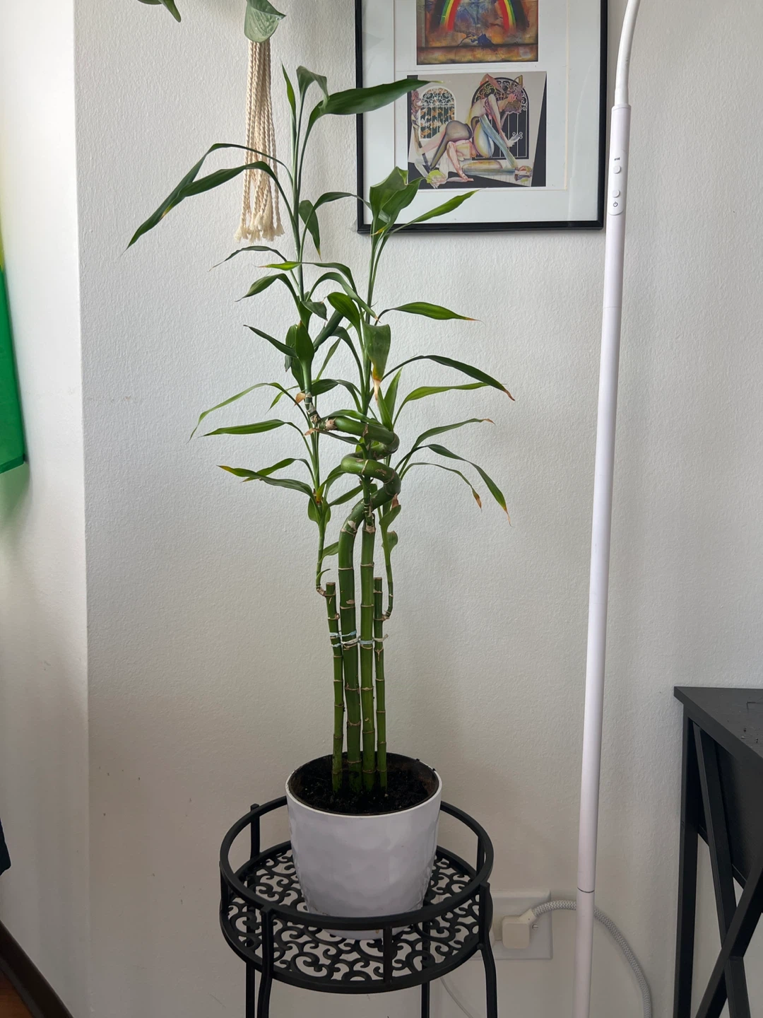 Lucky Bamboo Plant - photo 2