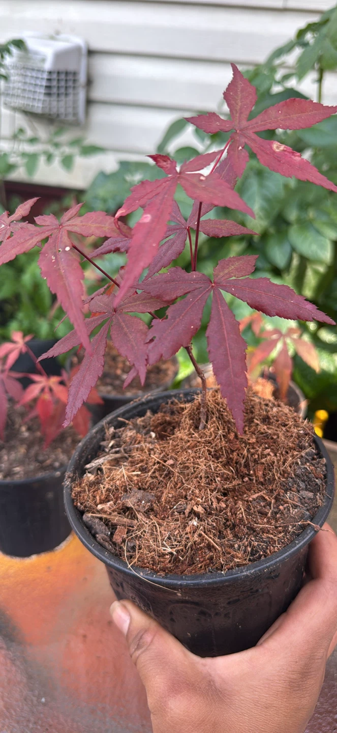 Japanese Maple Sapling - Crimson Queen - photo 5