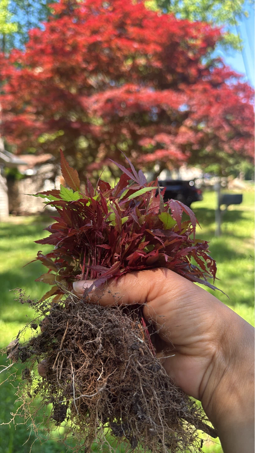 Japanese Maple Sapling - Crimson Queen - photo 2